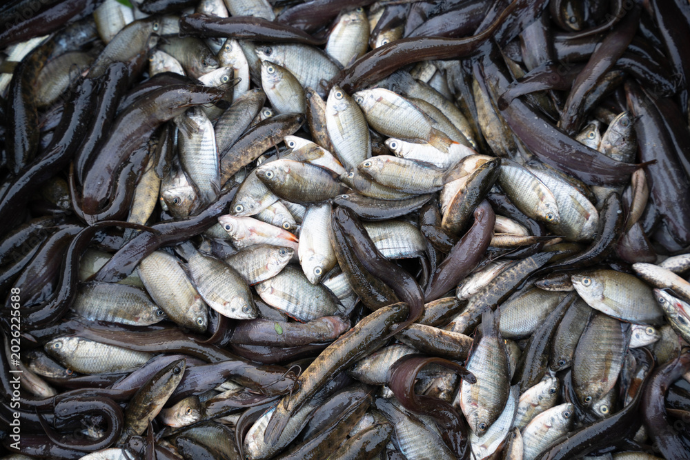 Fototapeta premium Freshly caught fish and eels in a pile, closeup view of a variety of freshwater fish and long eels harvested from a pond or river, traditional fishing