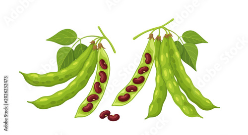 Foto Fresh Green Bean Pods with Kidney Beans, Isolated on White Background