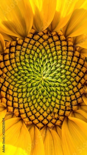 Extreme closeup macro of sunflower center showing spiral florets and golden petals, geometric pattern, nature symmetry, organic texture, botanical backdrop