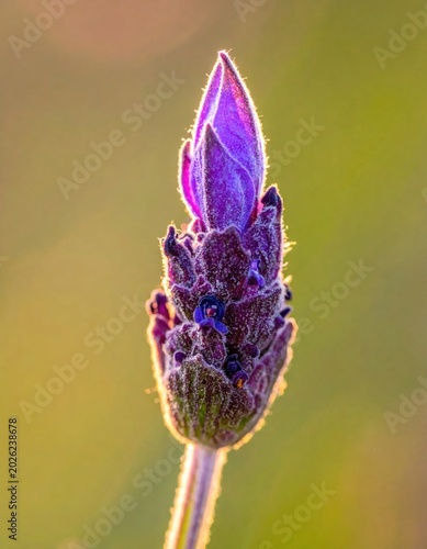Macro closeup of a single purple lavender flower bud backlit by golden sunset, soft bokeh background, floral nature photography for wellness and aromatherapy