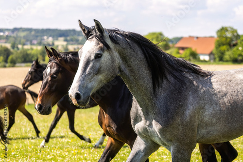 Tableau sur toile Young grey warmblood horse galloping with herd on sunny pasture meadow