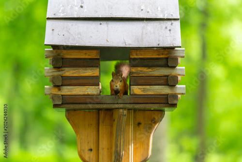 Slika na platnu Squirrel in park