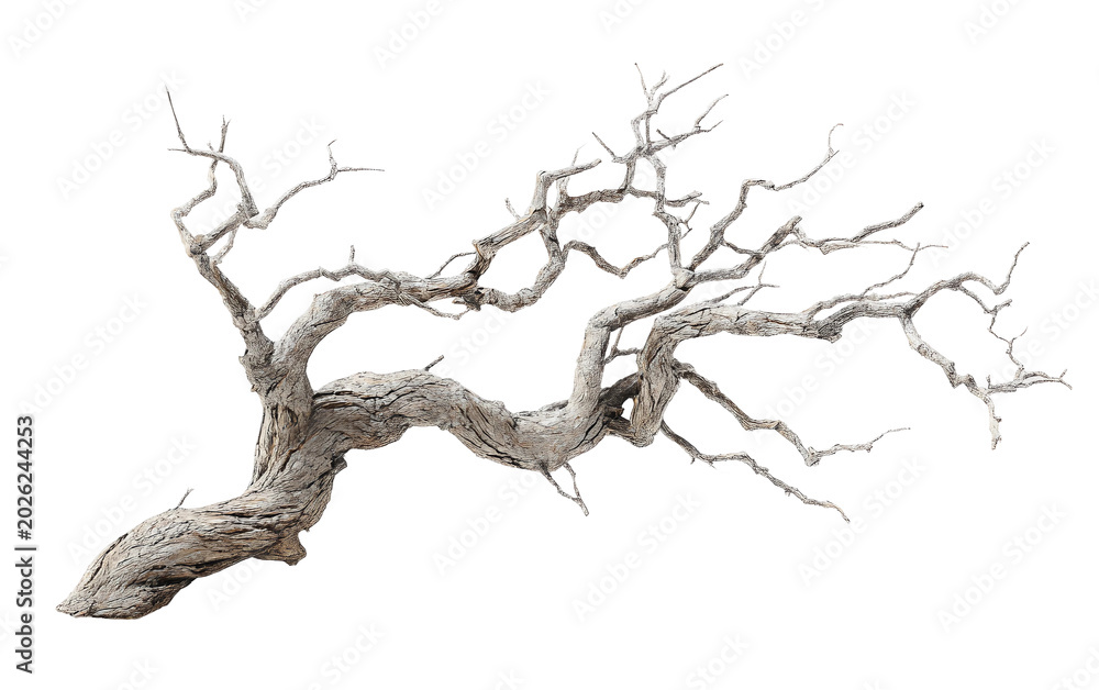 Fototapeta premium Haunting tree branch prop shaped into disturbing form in moody cinematic atmosphere Isolated on transparent background PNG