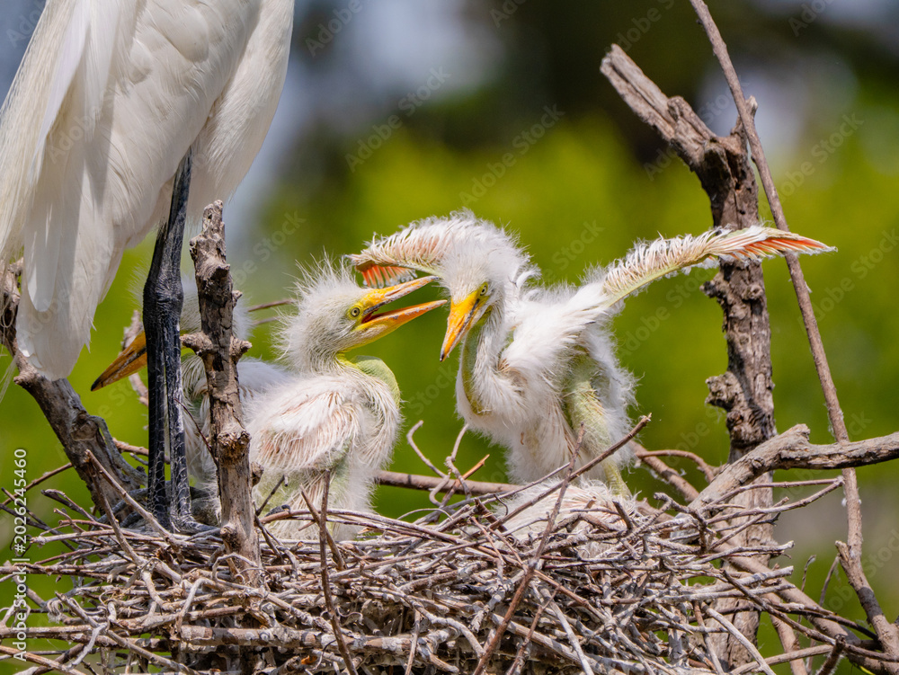 Naklejka premium great white egret fledglings perched in the nest
