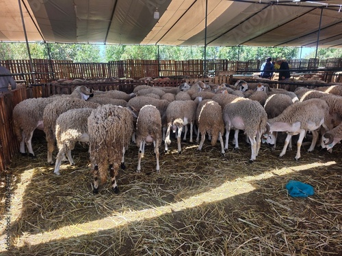 Bild auf Leinwand sheep - Moroccan Ram, Traditional Moroccan Livestock Market with Sheep for Eid a