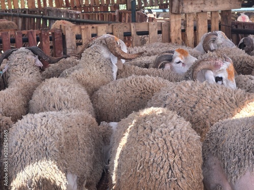 Quadro em tela sheep - Moroccan Ram, Traditional Moroccan Livestock Market with Sheep for Eid a
