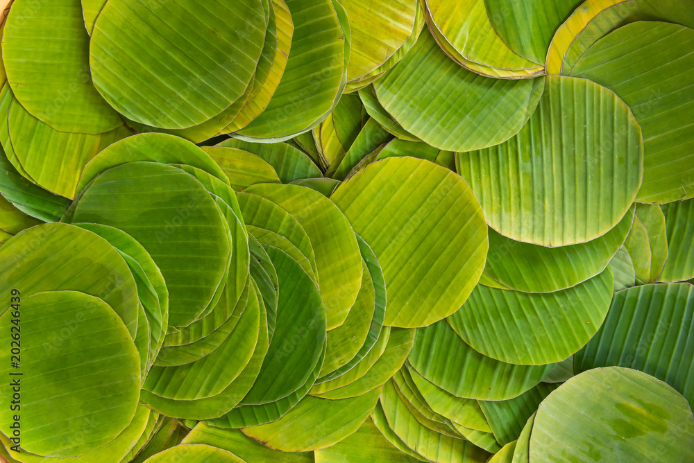 Obraz premium Prepared cut banana leaves stacked for wrapping traditional Thai desserts food packaging natural eco friendly material