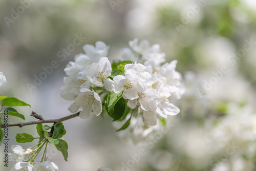 Canvastavla Springtime blossoms with gentle glow