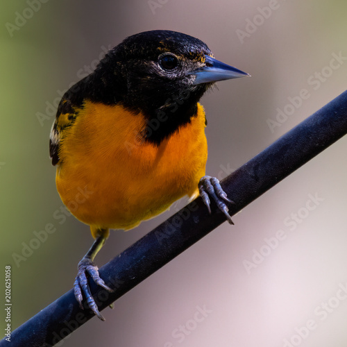 Foto Male Baltimore oriole perched on black metal rod close up