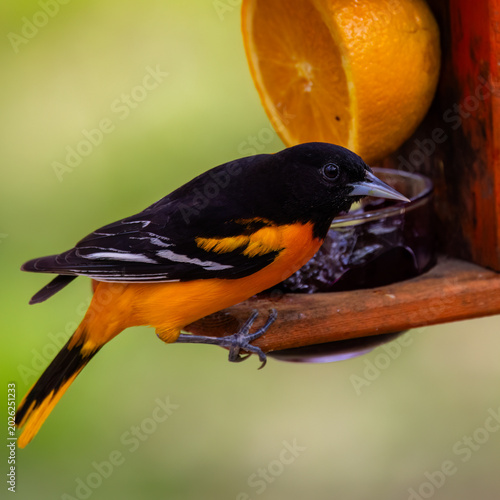 Baltimore oriole perched on a feeder with grape jelly and an orange