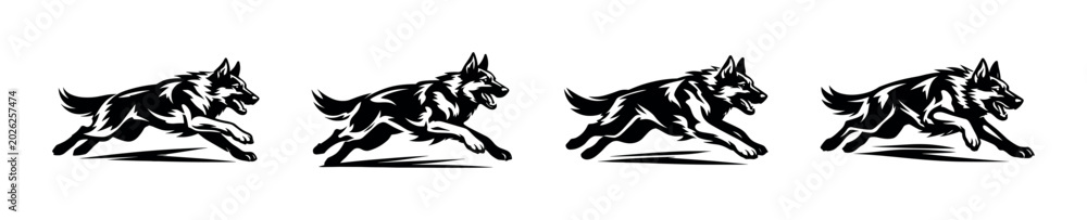 Fototapeta premium Dynamic black and white illustration of four running German Shepherd dogs in motion