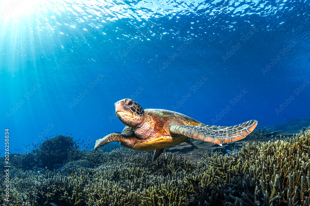 Obraz premium Green sea turtle swimming beneath crystal clear blue water at Lady Elliot Island, Australia in the tropical ocean environment.