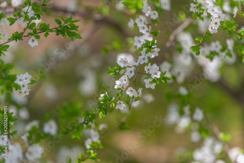 Картината върху платно Wild floral landscape