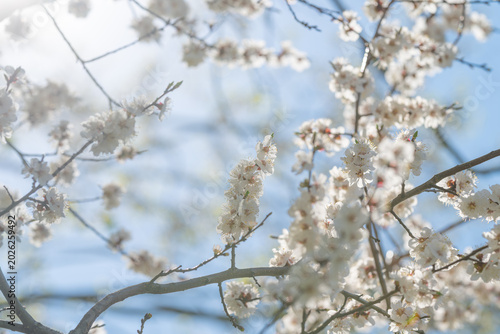 White cherry blossoms in morning. Fragile petals illuminated by gentle dawn light. Delicate cherry blossoms against sky with peaceful ambiance and springtime renewal imagery