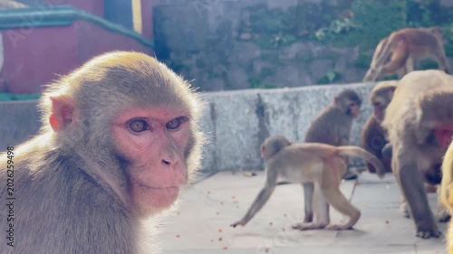 Close-up portrait of a rhesus macaque monkey chewing food at the Swayambhunath Monkey Temple in Kathmandu, Nepal. Wildlife in an urban and religious environment. 4K