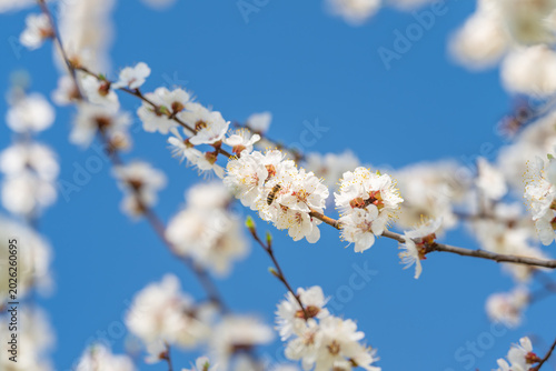 Tableau sur toile Spring flowers under bright sky