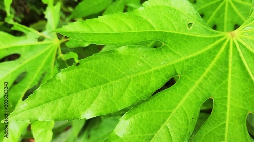 葉っぱの上を歩く蟻・Ants walking on a leaf・잎을 걷는 개미