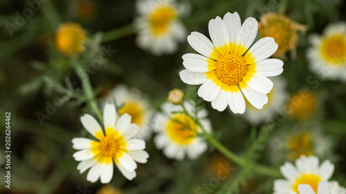 Flor Glebionis coronaria, conocida comúnmente como margarita de la corona o crisantemo coronario