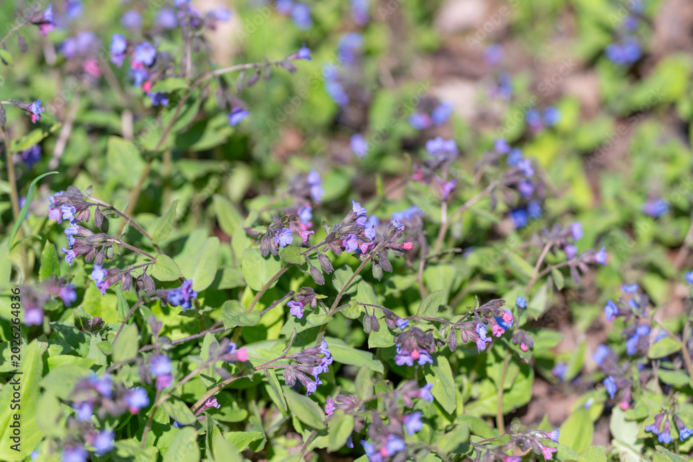 Obraz premium Purple blossoms attract bees. Bright purple flowers draw pollinating insects naturally. Vivid purple flower clump entices pollinators amidst sunlit stems and budding growth