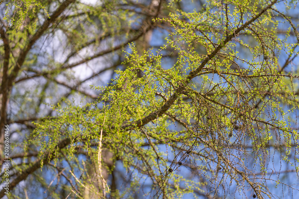 Fototapeta premium Greenery in sunlight. Thriving plants under bright daylight. Lush foliage and blooming catkins basking in sunshine. Vivid foliage thriving under clear blue summer sky