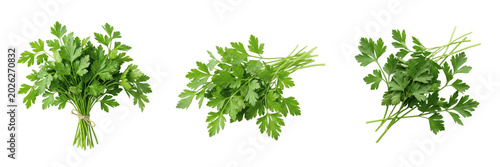 Quadro su tela Set and collection of bunch of fresh green coriander cilantro herb isolated on w