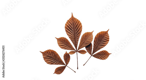 Photos Dried horse chestnut leaves on black background