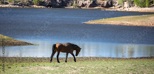Foto Wild Buckskin Mustang Stallion Walking by Black Canyon Lake in the Apache-Sitgre