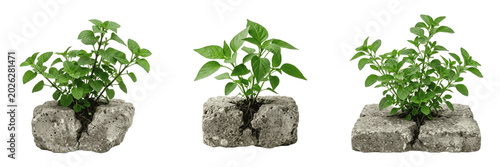 Картината върху платно Set and collection of small green sprout plant growing from a rock isolated on w