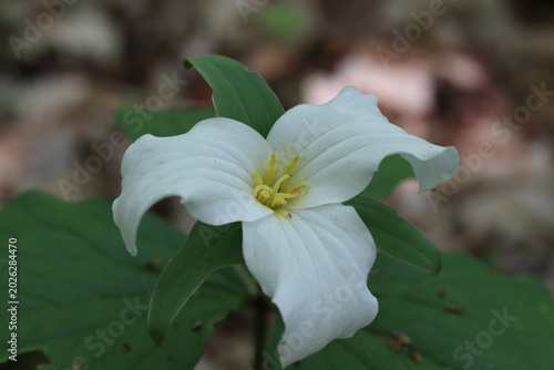 Принти на полотні A single white trillium flower growing in the forest