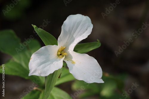 Canvastavla White trillium flowers