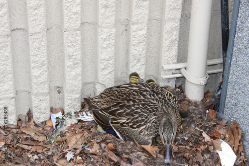 фотографія Mallard duck in a makeshift next against a building with two ducklings behind it