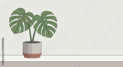 Monstera Deliciosa Plant in a Modern Pot