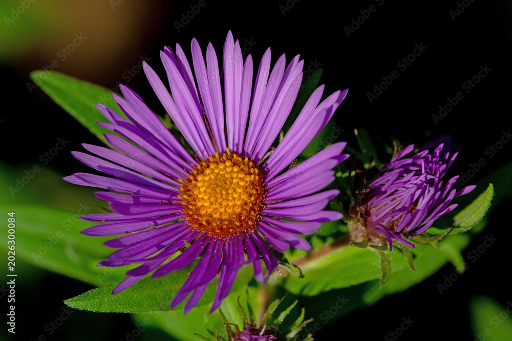 Obraz premium New England Aster