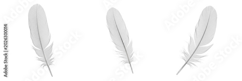 Tableau sur toile Set and collection of single realistic white bird feather isolated on white tran