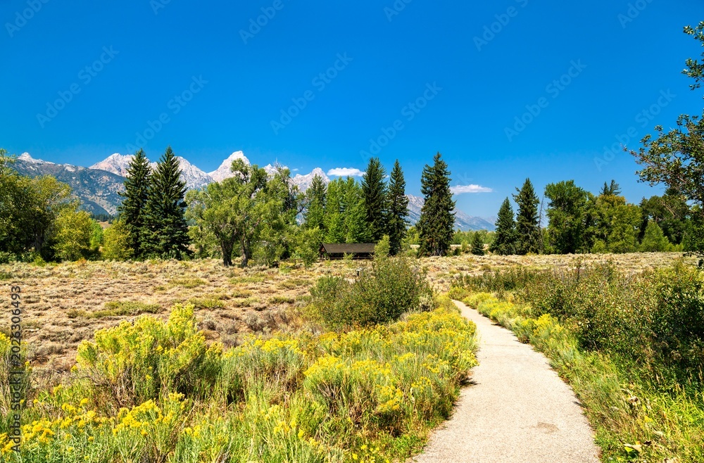 Fototapeta premium A narrow paved trail winds through blooming sagebrush and wildflowers in Grand Teton National Park, leading toward a rustic cabin nestled among pines beneath the rugged peaks of the Teton Range.