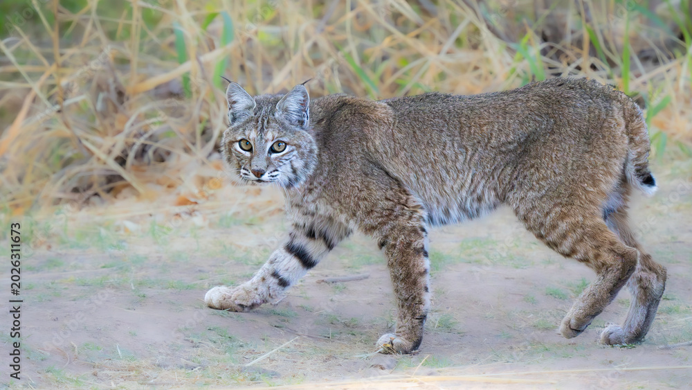 Fototapeta premium Arizona Bobcat startled while hunting