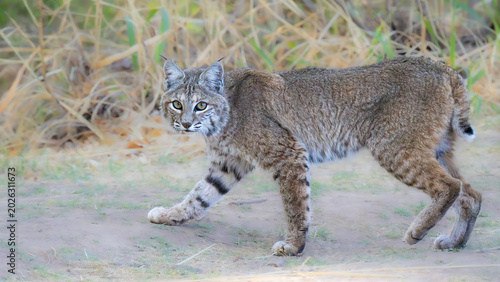 Arizona Bobcat startled while hunting