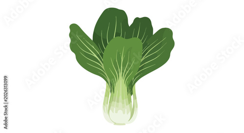 Fresh Green Bok Choy or Pak Choi Chinese Cabbage Vegetable Illustration Isolated on White Background
