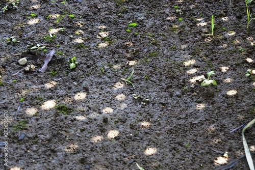 The circular pattern is formed from the gaps between the bamboo walls exposed to the sun on a hot day in the damp and wet soil with moss and young plant seeds growing around them
