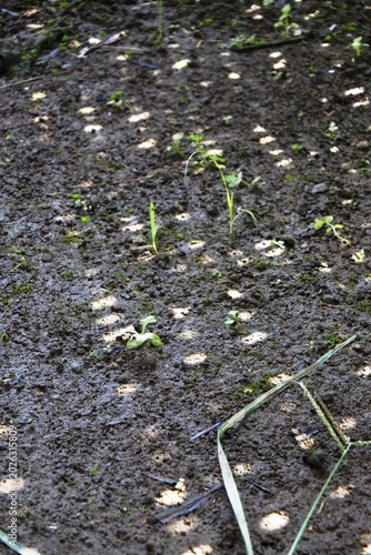 The circular pattern is formed from the gaps between the bamboo walls exposed to the sun on a hot day in the damp and wet soil with moss and young plant seeds growing around them
