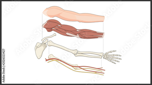 The human arm skeletal muscular system illustration shows bones and muscles