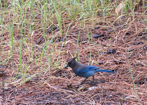California Scrub Jay foraging for food through brown pine needles on the ground, green sprouts of grass coming up