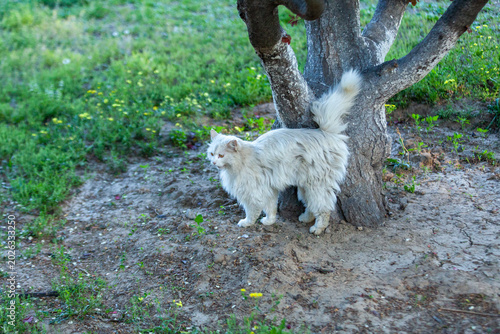 white cat in the meadow
