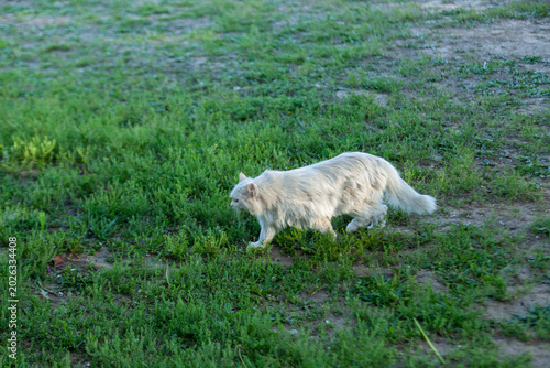 white cat in the meadow
