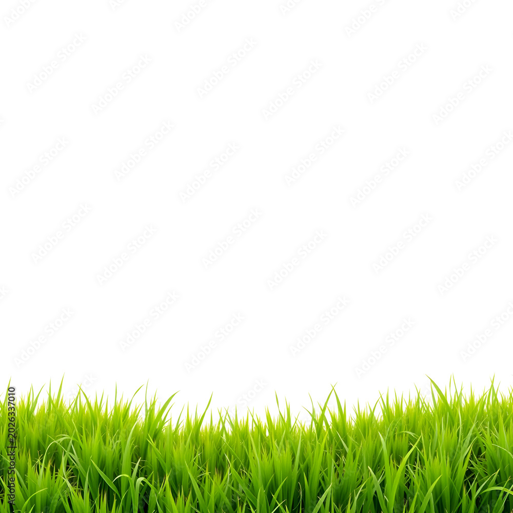 Obraz premium fresh green rice field with soft morning sunlight and clear sky background
