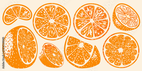 orange slices and segments hand drawn illustration