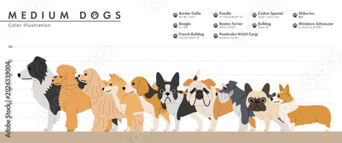 Canvas Print Medium dog breed size comparison chart flat vector illustration