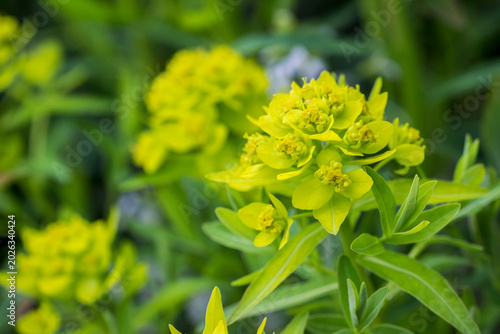 marsh spurge abundant flowering of wild marsh spurge. general plan