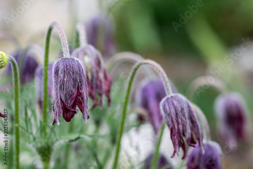 Bild auf Leinwand Anemone beautiful flowers on a blurred background in natural light