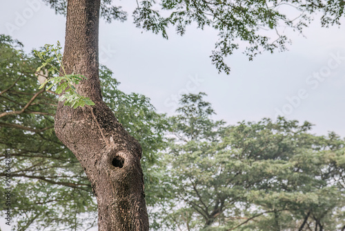 Hollow trunk detail with new growth for resilience themes. Weathered bark and sprout suit environmental storytelling. Natural tree cavity supports wildlife habitat content